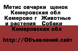 Метис овчарки, щенок - Кемеровская обл., Кемерово г. Животные и растения » Собаки   . Кемеровская обл.